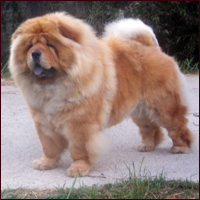 Delitiger Chows