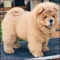 Delitiger Chows